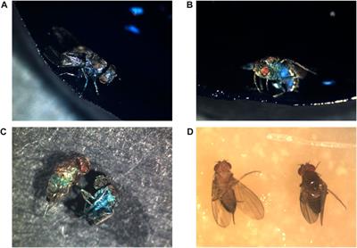 Markers and mechanisms of death in Drosophila